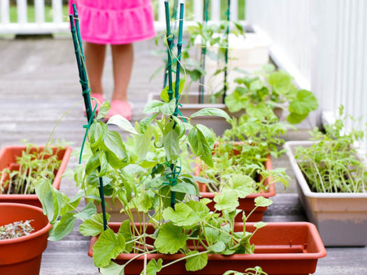 20110301-139907-vegetable-garden