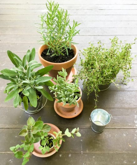 Easy Potted Herb Centerpieces