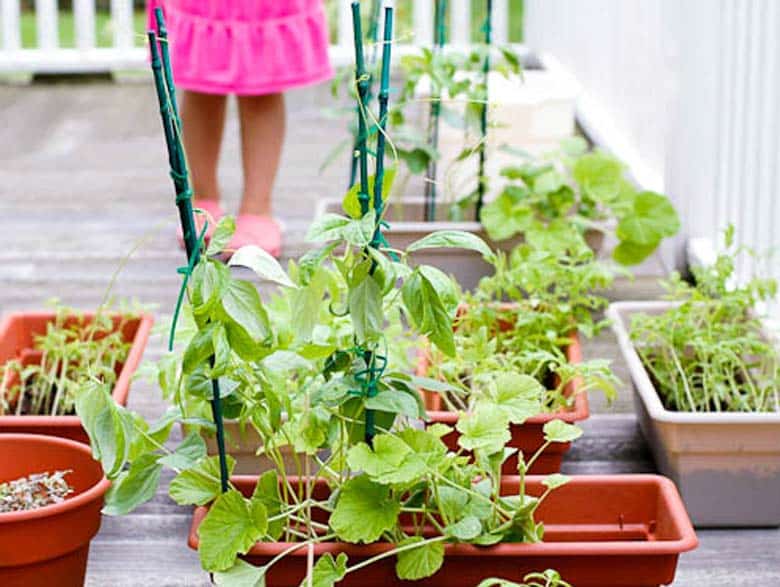 How to Grow an Edible Garden Basics 780 _ Umami Girl
