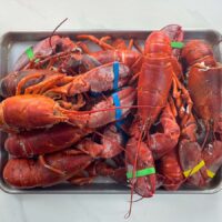 eight cooked lobsters on a sheet pan with colorful rubber bands on their claws