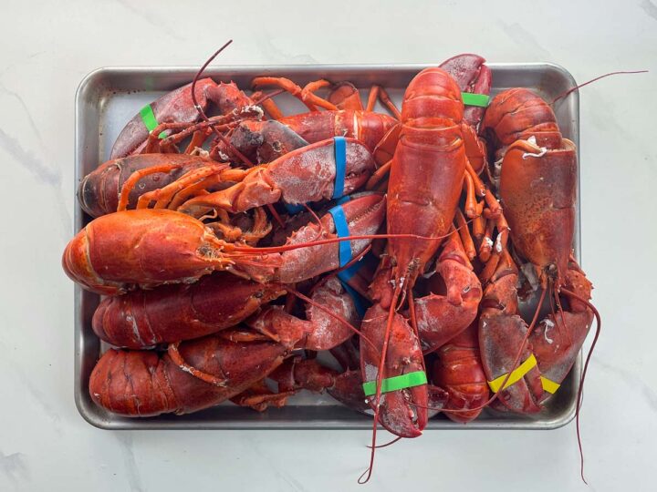 eight cooked lobsters on a sheet pan with colorful rubber bands on their claws