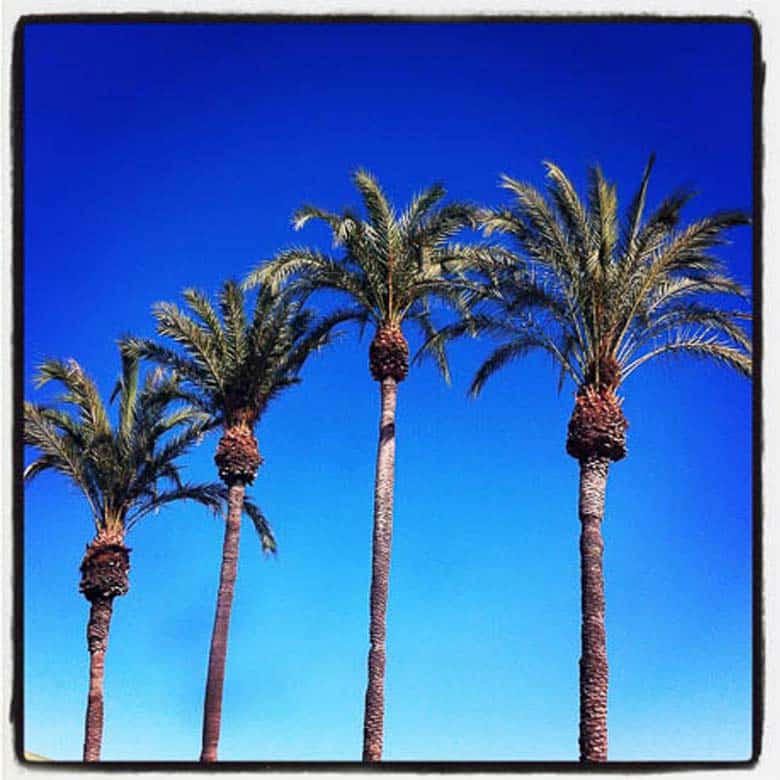 Palm Trees Malaga Spain 780 | Umami Girl