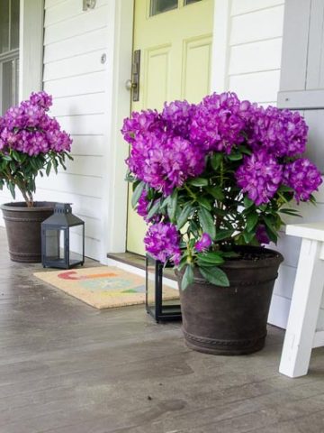 Easy Spring Porch Update Monrovia Colorful Plants 780 | Umami Girl