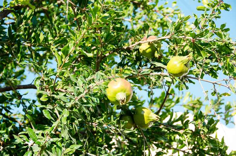 Oia Santorini Greece Pomegranate Tree 780 | Umami Girl