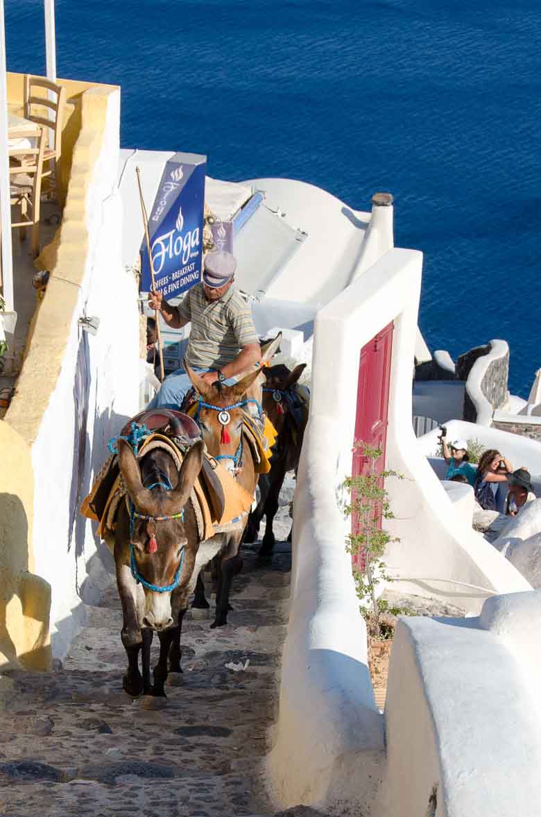Oia Village Santorini Greece Donkeys 780 | Umami Girl