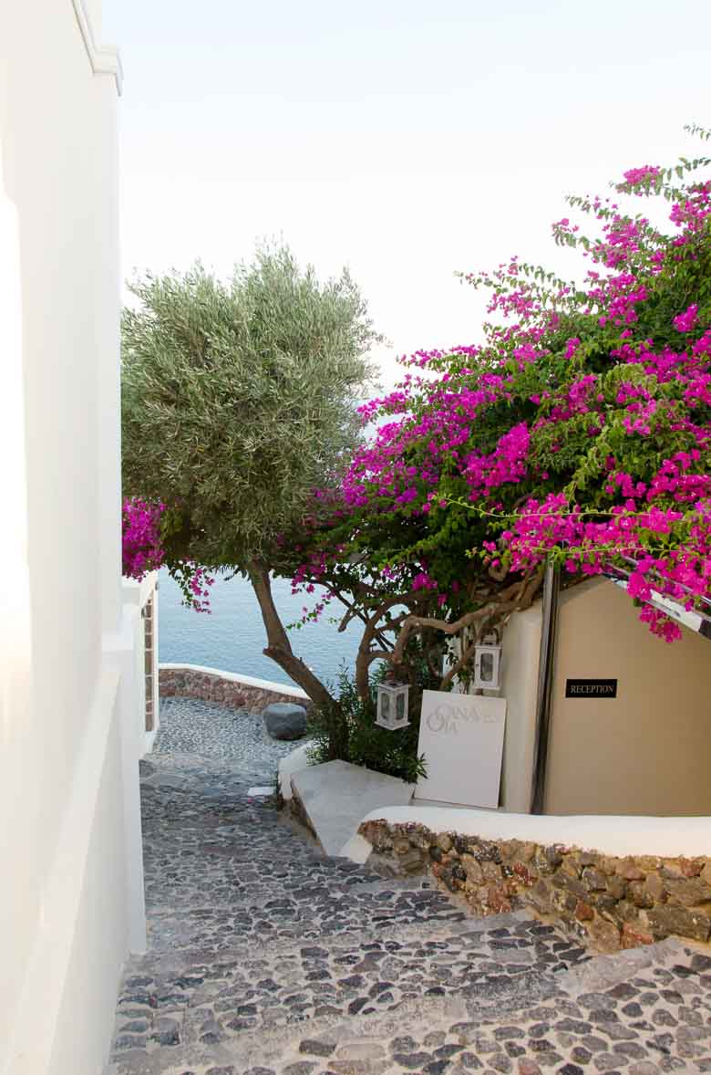 Oia Village Santorini Greece Purple Flowers 780 | Umami Girl