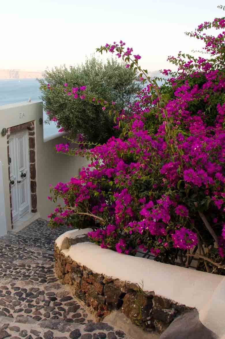 Oia Village Santorini Greece Purple Flowers 780 | Umami Girl