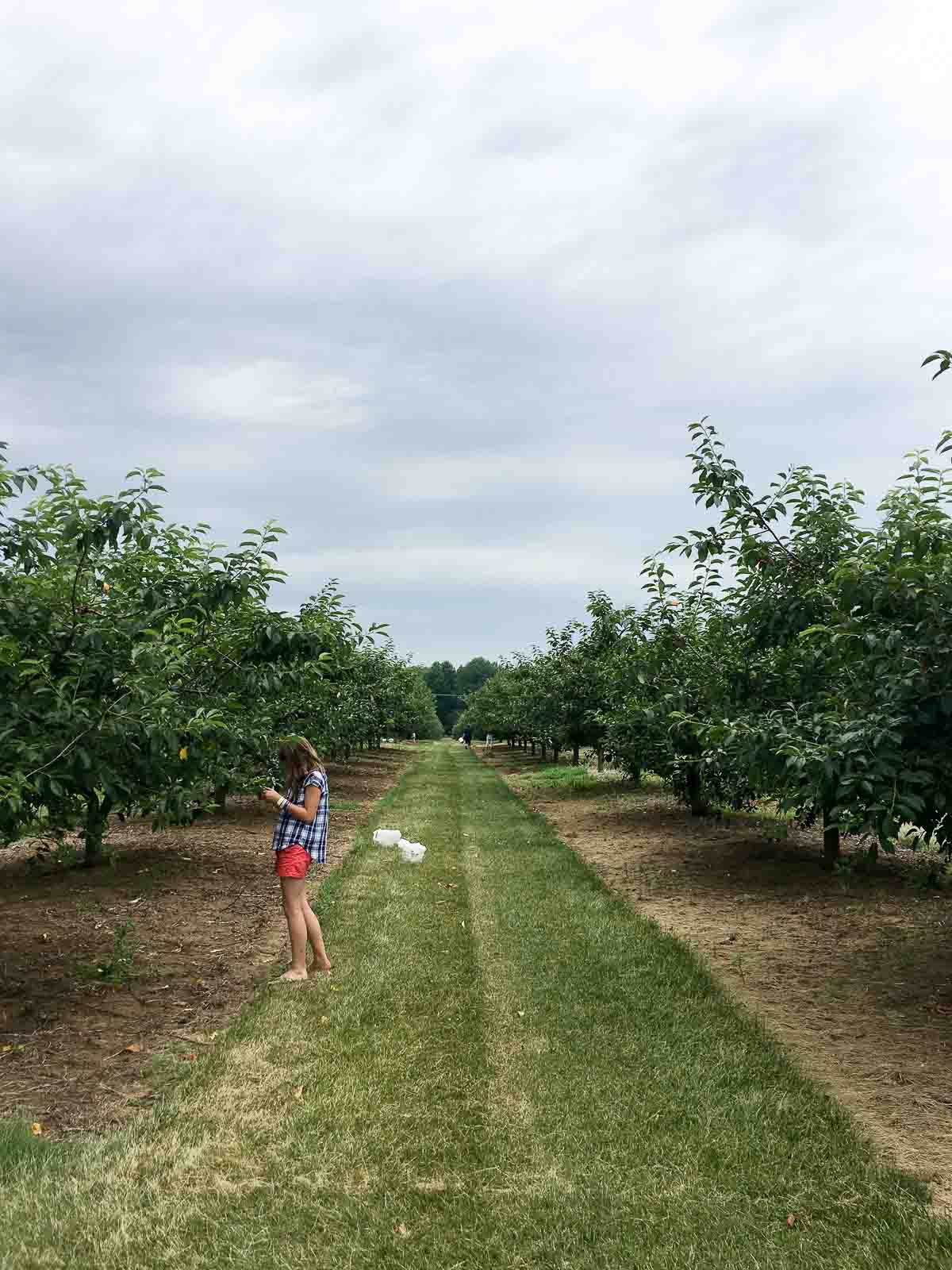 child picking sour cherries in an orchard